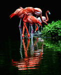 Фламинго