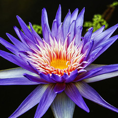 Голубой лотос