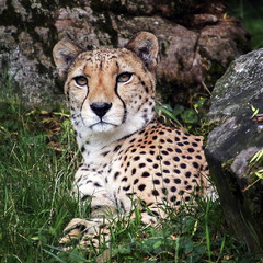 Средь камней