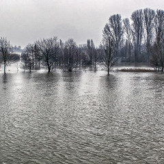 Большая вода на Рейне