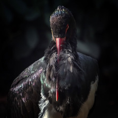 Черный аист