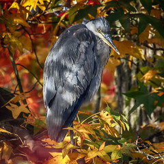 Осенний прикид