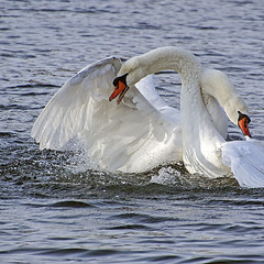 Слились воедино
