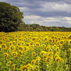 Подсолнухи