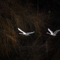 Ой летiли дикi гуси.