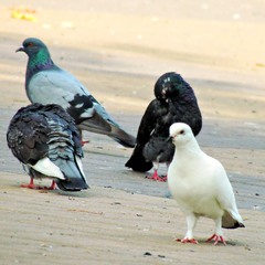 "Біла ворона"