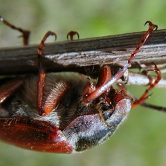 Хрущ (майский жук)