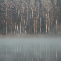 Мої аматорські фотозамальовки.Березовий ліс на березі озера.