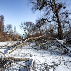 Річка засніжена