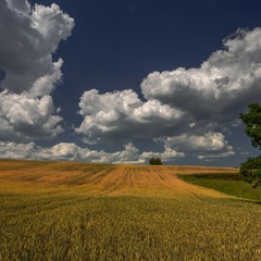 Давай підем в пшеничне поле, бо то все є - свята земля....
