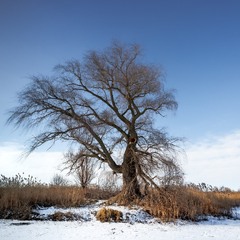 Стара верба на березі