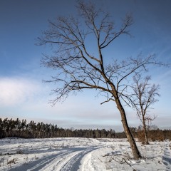 Зимова дорога