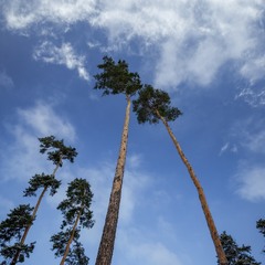 До світла, до неба!