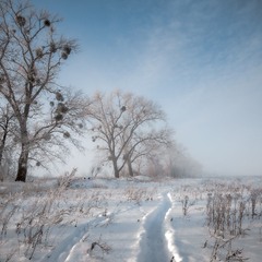 Зима, дерева, дорога....