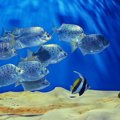 океанаріум