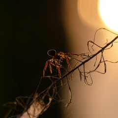 Павук і сонце