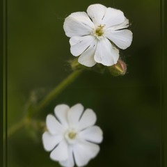 Квіти лугові - Latifolia