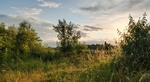 Золотисті промені