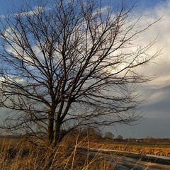 Дерево і хмара
