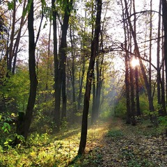 Сонячний ранок в лісі