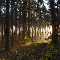 Ранок в сосновому лісі