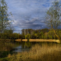 Верба розпустилась