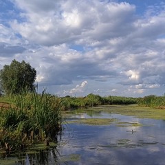 Влітку біля річки