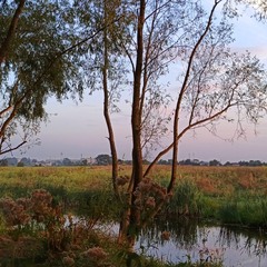 Мрії про мир