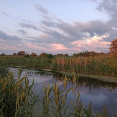 Червневий вечір