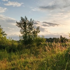 Золотисті промені