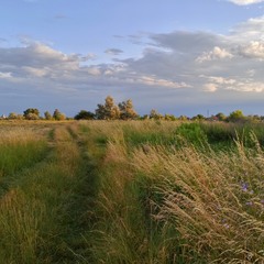 Там, де трави похилі