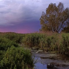 Червневий пізній вечір