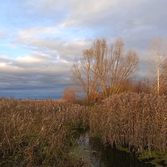 В листопаді