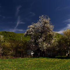 Ставне