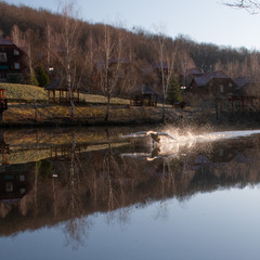 господар ставу атакує непроханого гостя...