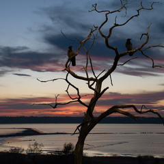 "Лакрімоза"