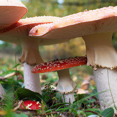 одна родина