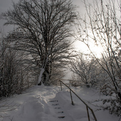 після снігопаду в Міжгір'ї