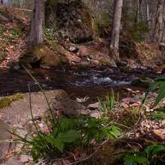 весна прийшла в Карпати