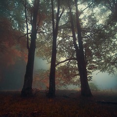 Лісовий туман