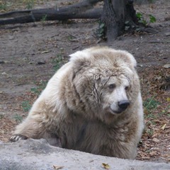 Очень грустный медведь