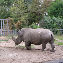 И. Згуров: Одинокий носорог