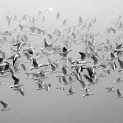 Seagulls in the morning mist