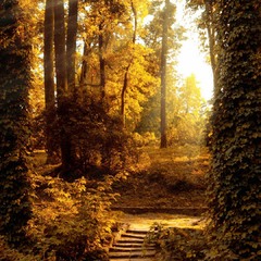 ліс осінь