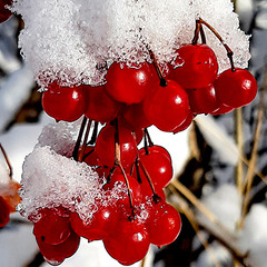 ЧЕРВОНІ ГРОНА