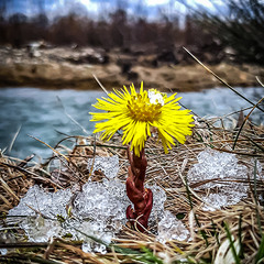 КВІТЕНЬ І СНІГ