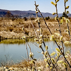 ВЕРБОВІ ГІЛКИ