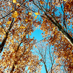 КОЛІР ОСЕНІ