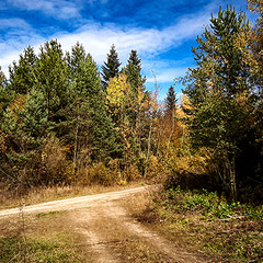 ЛІСОВІ ДОРОГИ