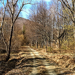 РАННЯ ВЕСНА